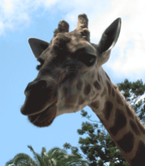 giraff_taronga_zoo_2